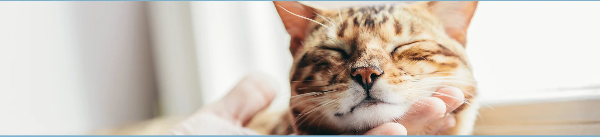 Admission en pension pour chat en Seine-et-Marne