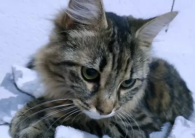 Horaires pension pour chats et animaux en Seine-et-Marne