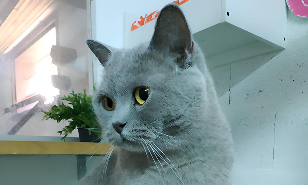 Admission en pension pour chat en Seine-et-Marne
