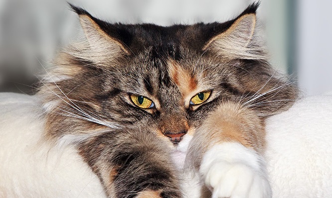Le chat